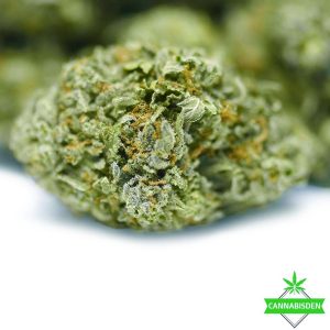 Types of Weed High Hashberry Strain