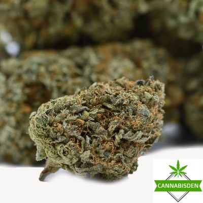 Cannabis Den — Mango Kush
