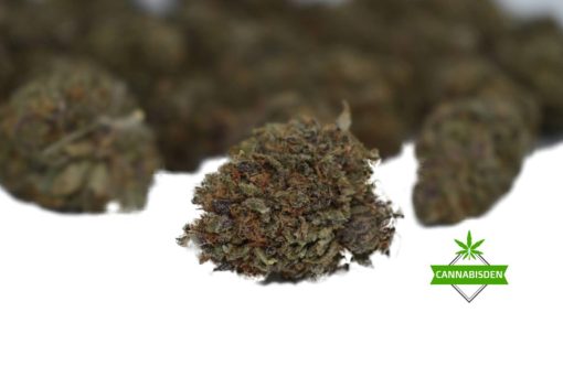 cannabis den bubba kush weed strain AA