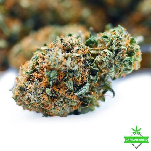 comatose flower weed