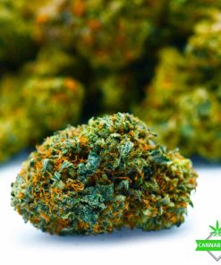 Gorilla - AAAA