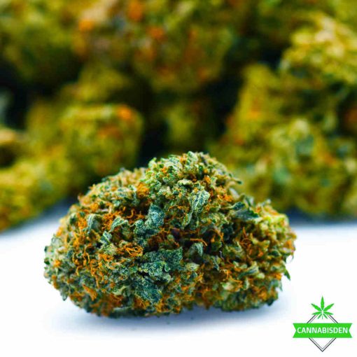 Gorilla - AAAA