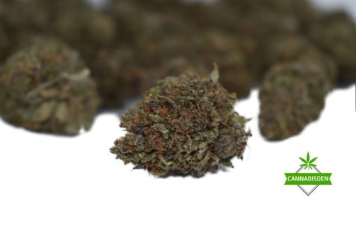 pink island kush aaa strain