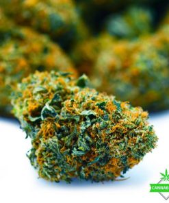 shark shock weed flower