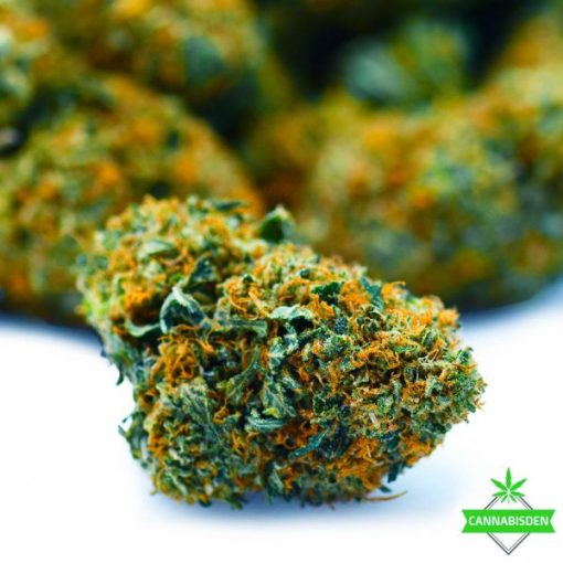 shark shock weed flower