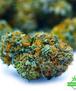 bad betty flower weed