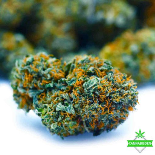 bad betty flower weed