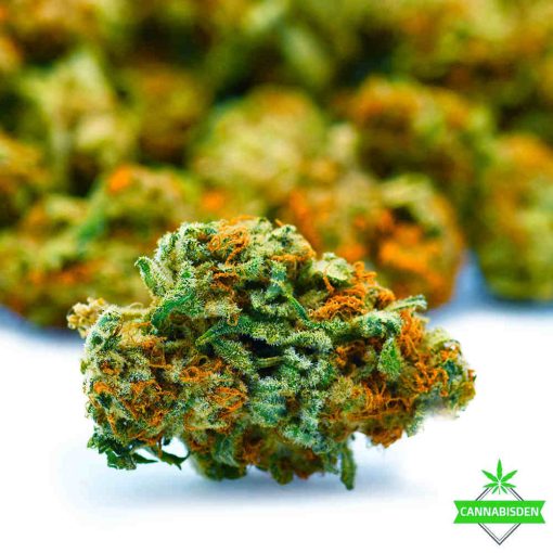 grapefruit weed