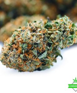 comatose flower weed