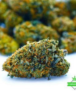 tangerine dream