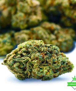 King Louis Kush