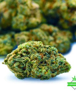 el jefe weed strain