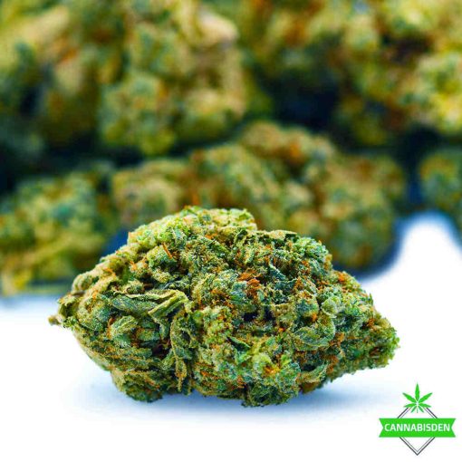 el jefe weed strain