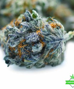 gods green crack cannabis strain