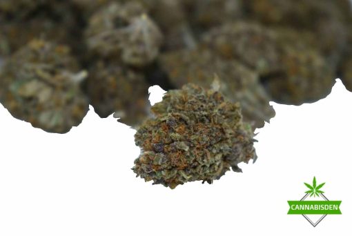mr clean strain aaa cannabis