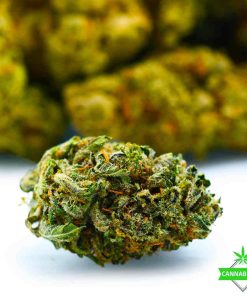 comatose weed flower