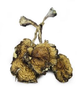 daddy long legs magic mushrooms
