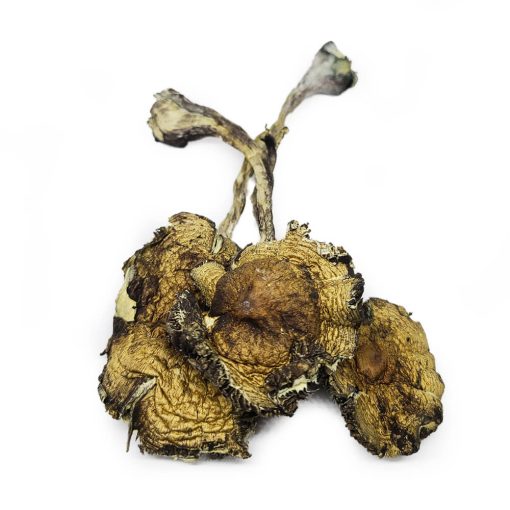 daddy long legs magic mushrooms
