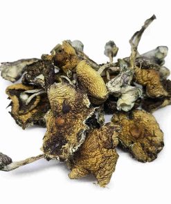 daddy long legs magic mushrooms