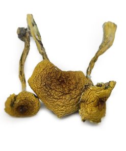 magic mushrooms