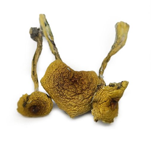 magic mushrooms