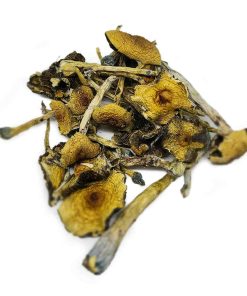 Brazilian Cubensis Magic mushrooms