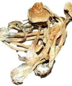 golden teacher shrooms