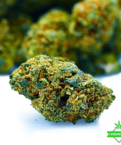 Purple Rhino – AAA