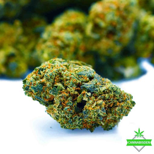 Purple Rhino – AAA
