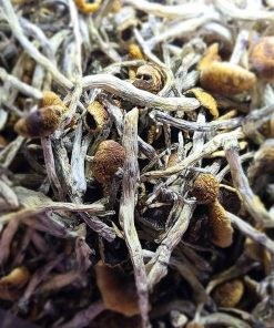 mexicano magic mushrooms