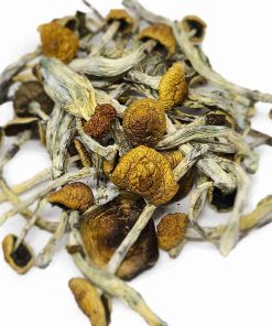 mexicano magic mushrooms