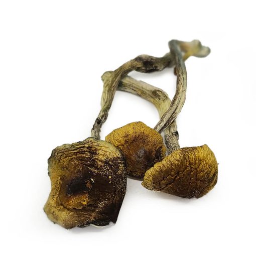 mexicano magic mushrooms