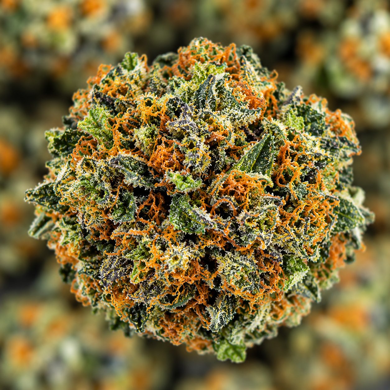 Godfather OG- King Craft - ($10.71/ gram) - Image 2