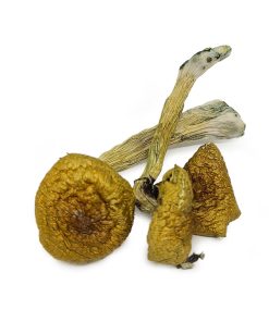Penis Envy shrooms