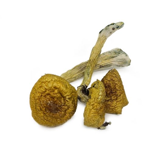Penis Envy shrooms