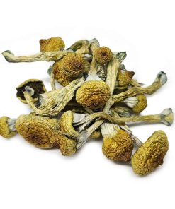 Texas yellow cap shrooms