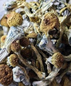 Texas yellow cap shrooms