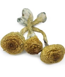 Texas yellow cap shrooms