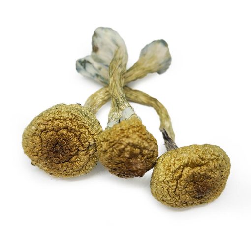 Texas yellow cap shrooms