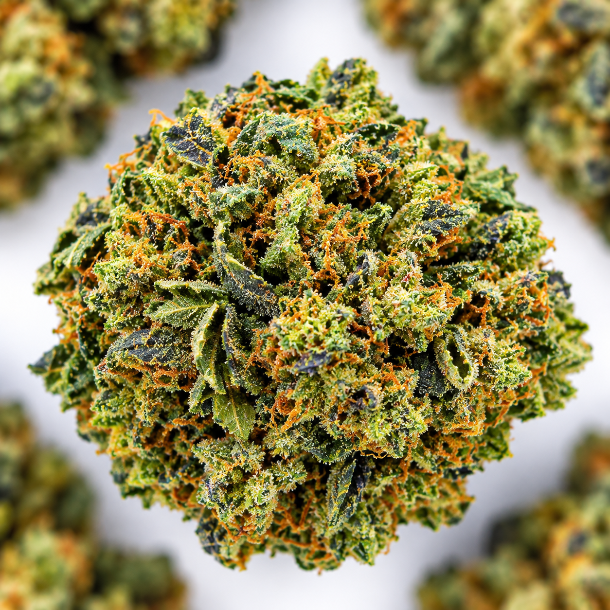 Blue Mataro- AAAA- ($5.71/ gram) - Image 2