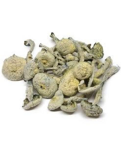 albino magic mushrooms