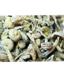 albino magic mushrooms