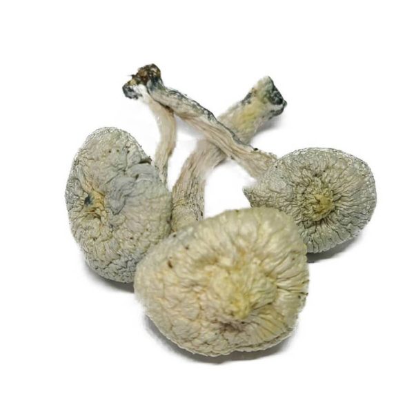 albino mushrooms