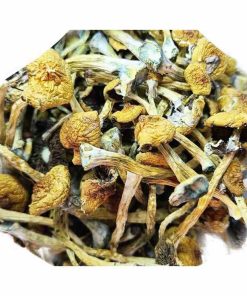 penis envy magic mushrooms