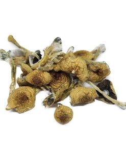 penis envy magic mushrooms