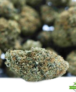 gorilla weed strain