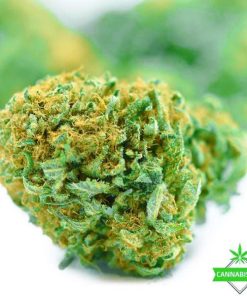 New Strain BC Rockstar – King Craft
