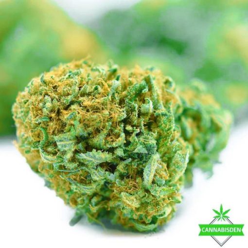 New Strain BC Rockstar – King Craft