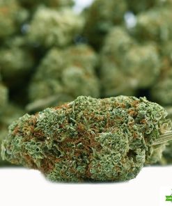orange dream flower weed