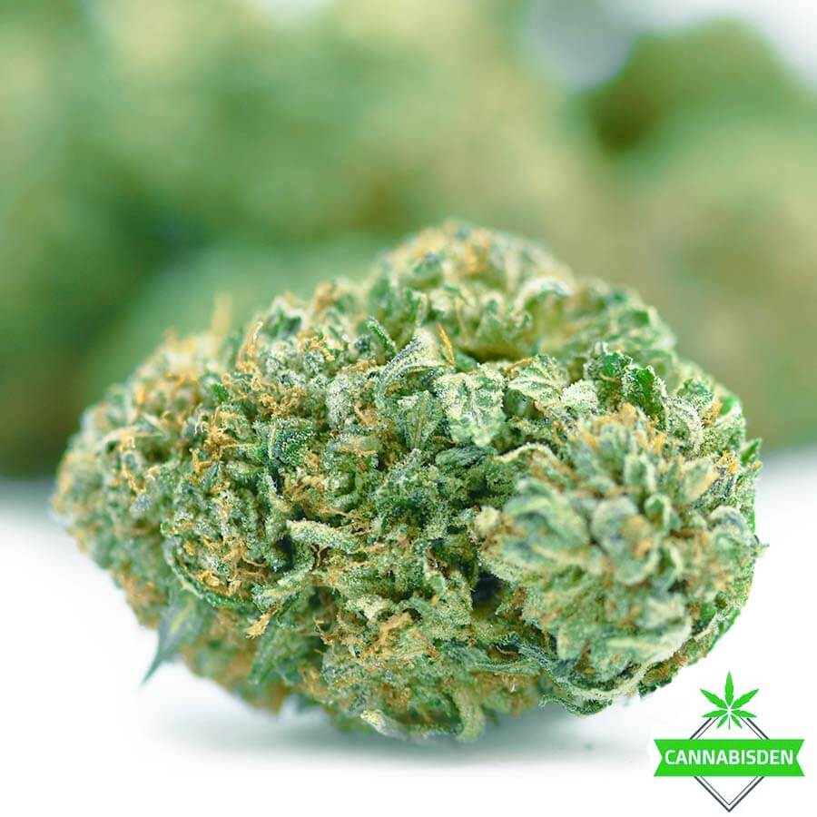Super OG Master Kush